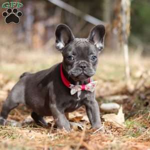 Stella, French Bulldog Puppy